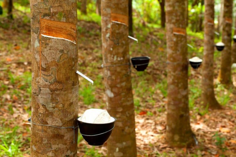 Rubber Tapping Process